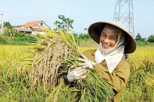xuất khẩu gạo Việt Nam