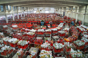 Logistics Trung Quốc và bài học từ bó hoa 14 tệ